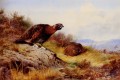 ムーアのアカライチョウ アーチボルド ソーバーン鳥